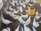 White Leghorn