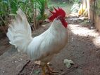 White Leghorn Roosters