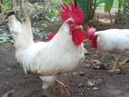 White Leghorn Roosters