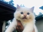 White Male Persian Cat