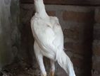 White O Shamo Rooster