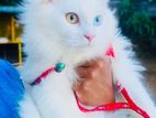 White Odd-Eyed Male Persian Cat