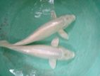 White Ogon Carp Fish
