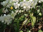White Orchid Flowers (ඕකිඩ් මල්)