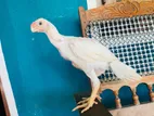 White Parrot beak Rooster