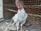 White Parrot Beak