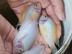 White Parrot Fish