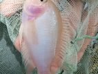 white Parrot Fish