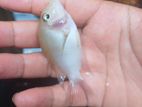 White Parrot Fish
