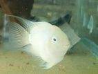 White Parrots Fish