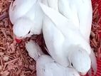 White Parrots
