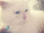 White Persian Cat