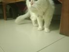 White Persian Cat