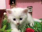White Persian Cat