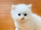 White Persian Cat