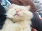 White Persian Cat