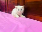 White Persian Cat