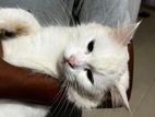 White Persian Cat