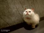 White Persian Cat