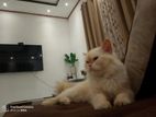 White Persian Cat