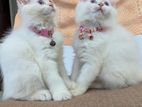 White Persian Cats