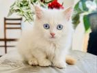 White Persian Cats (Kittens)