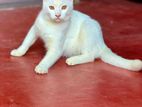 White Persian Cross Cat