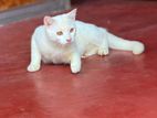 White Persian Cross Cat