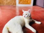 White Persian Cross Cat