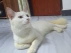 White Persian