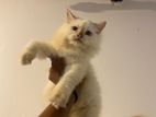 White Persian Kitten