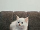 White Persian Kittens — 2 Males, Blue Eyes