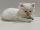White Persian Kittens – Blue Eyes | Potty Trained