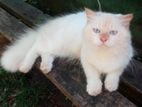 White Persian Cat