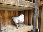 White Pigeon