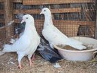 White Pigeons