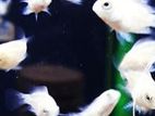 White Polar Parrots Fish