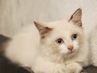White Persian Cat