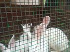 white rabbit for sale