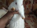 White Rabbit