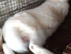 White Rabbit