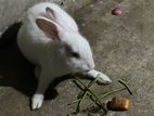 White Rabbit