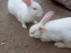 White Rabbit