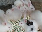 White Red Eye Rabbits