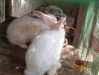 Rabbits