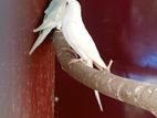 White Ring Neck Birds