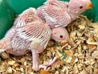 White Ringneck Chicks