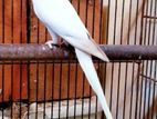 White Ringneck Male Parrot