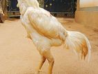 White Rooster