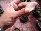 White Sapphire Gem Stone
